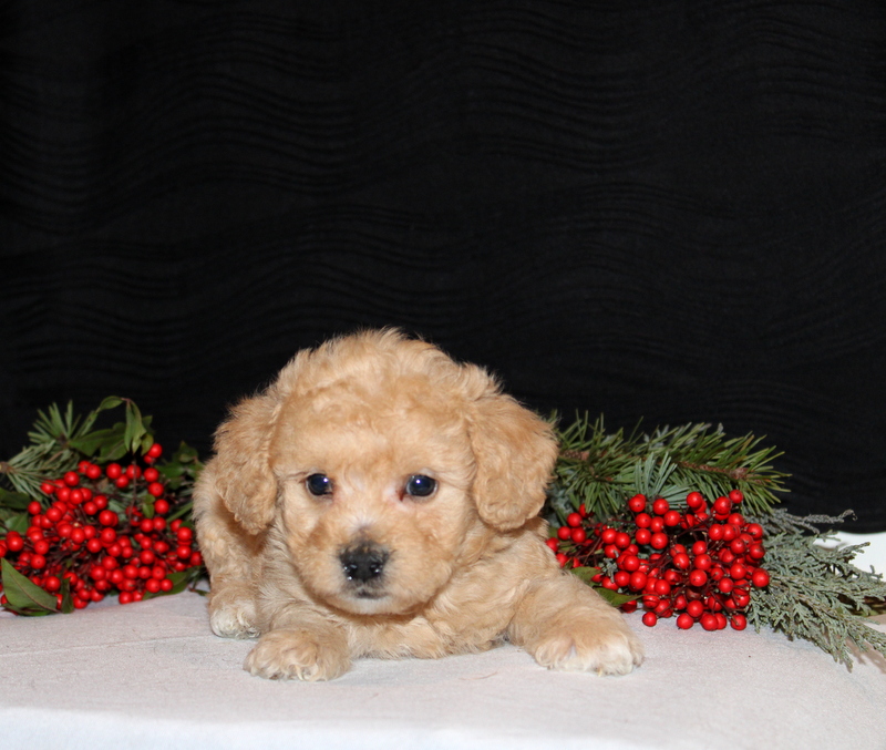 puppy, for, sale, Morki-Poo, Matthew B. Stoltzfus, dog, breeder, Gap, PA, dog-breeder, puppy-for-sale, forsale, nearby, find, puppyfind, locator, puppylocator, aca